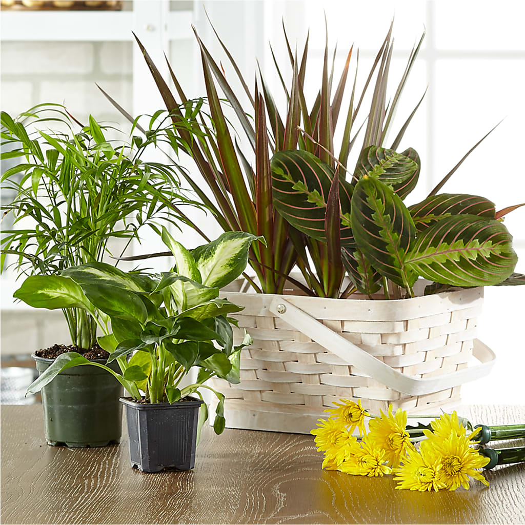 Florist Designed Blooming and Green Plants in a Basket – Flowers By Joann, Palm Bay FL
