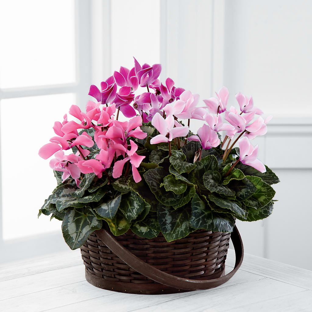 Mixed Cyclamen Planter – Flowers By Joann, Palm Bay FL
