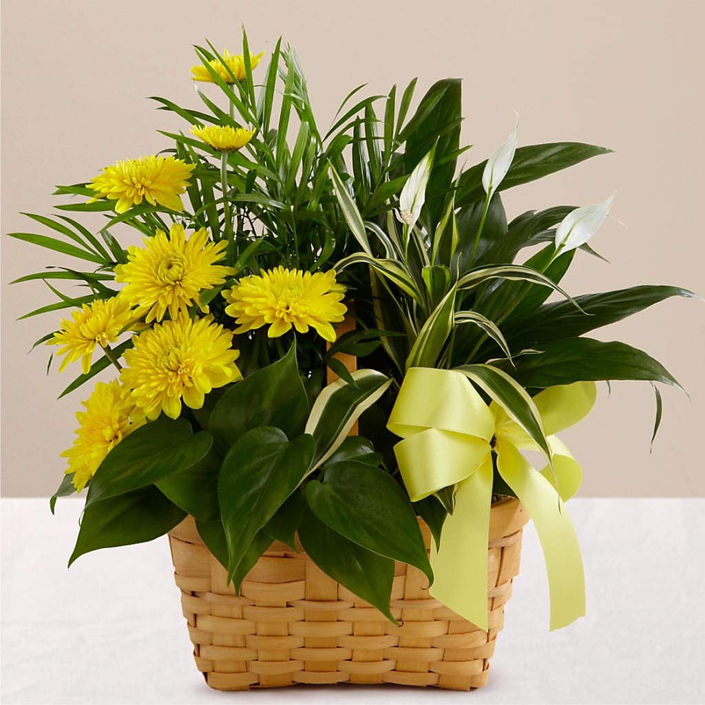 Loving Light Dishgarden – Flowers By Joann, Palm Bay FL