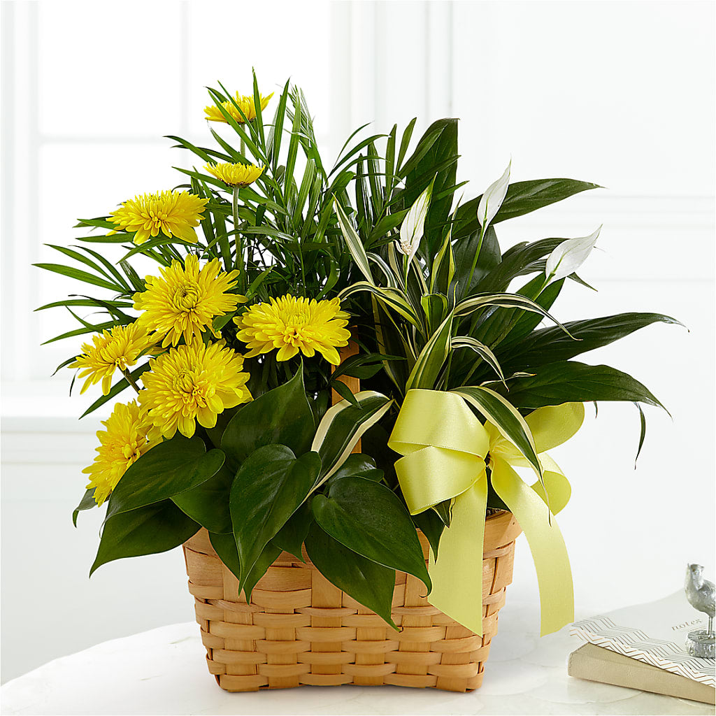 Loving Light Dishgarden – Flowers By Joann, Palm Bay FL