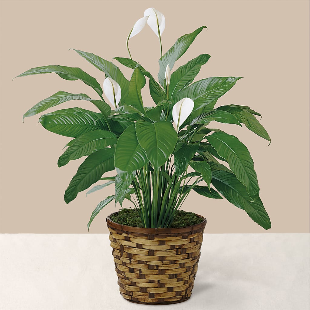 Tranquil Moments Peace Lily Plant – Flowers By Joann, Palm Bay FL