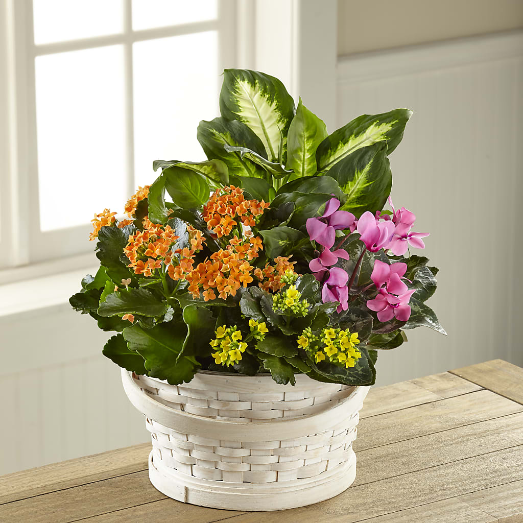 Color Crush Dishgarden – Flowers By Joann, Palm Bay FL