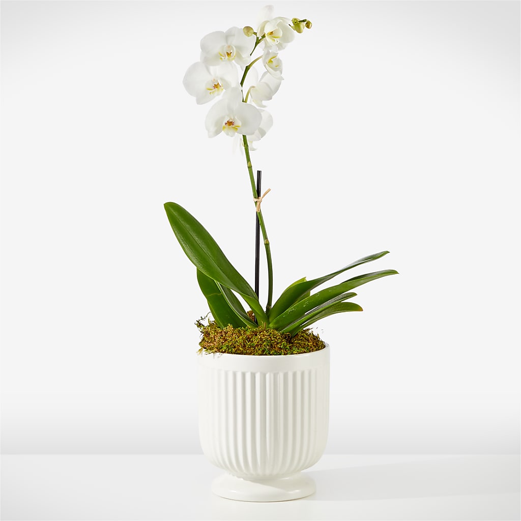 Whispering White Orchid – Flowers By Joann, Palm Bay FL