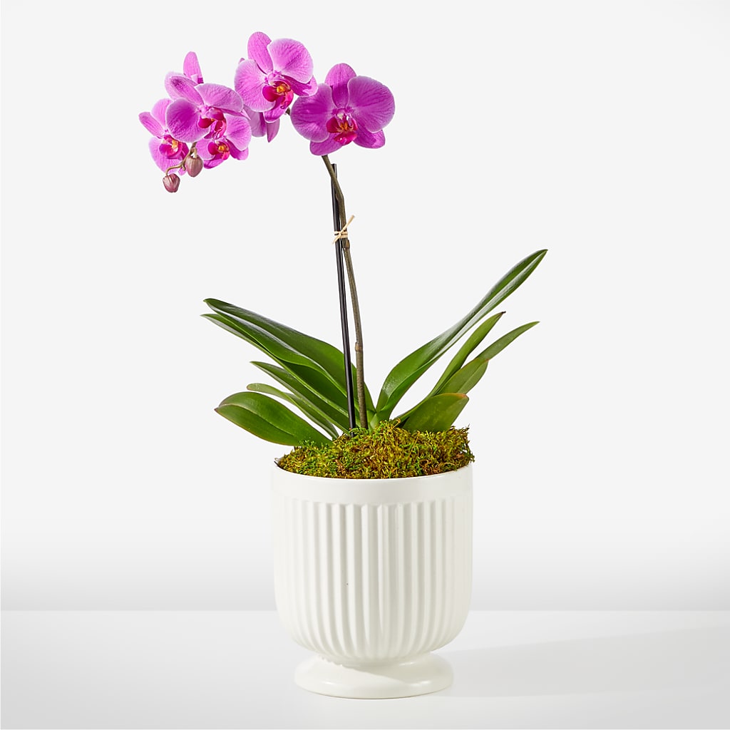Friendly Fuchsia Orchid – Flowers By Joann, Palm Bay FL