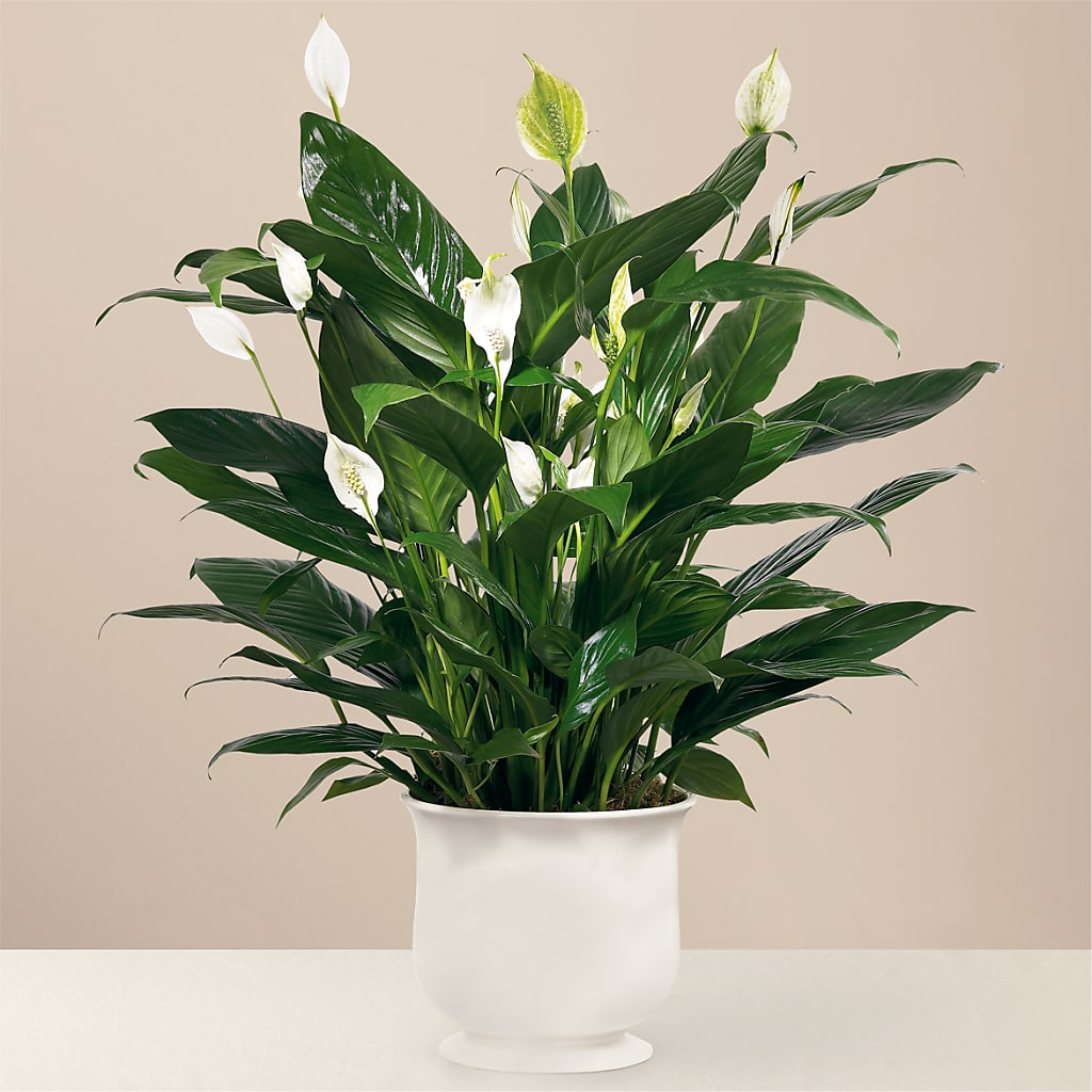 Comfort Planter – Flowers By Joann, Palm Bay FL