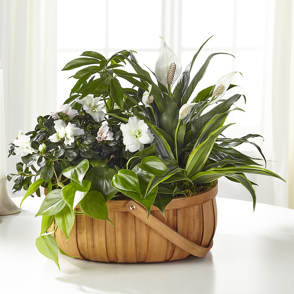 Serene Dishgarden – Flowers By Joann, Palm Bay FL