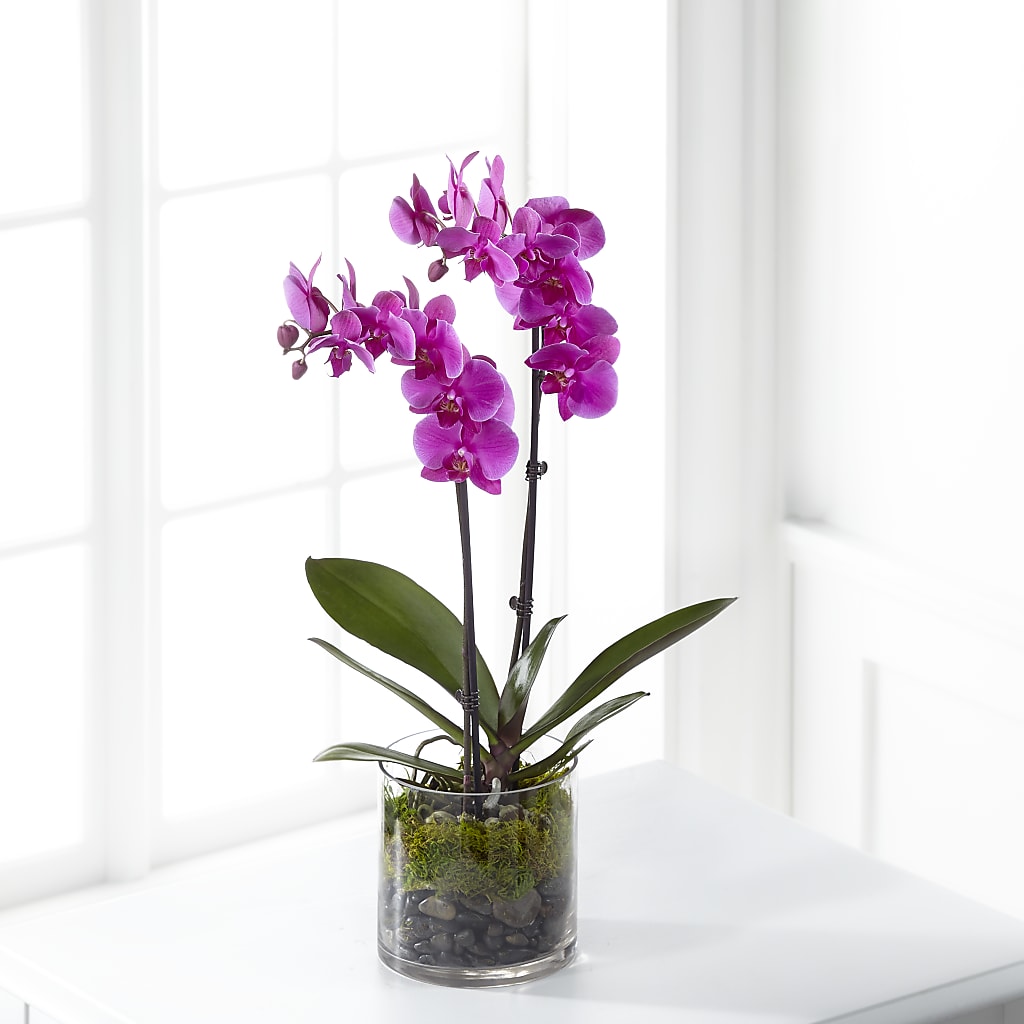 Pink Orchid Plant – Flowers By Joann, Palm Bay FL