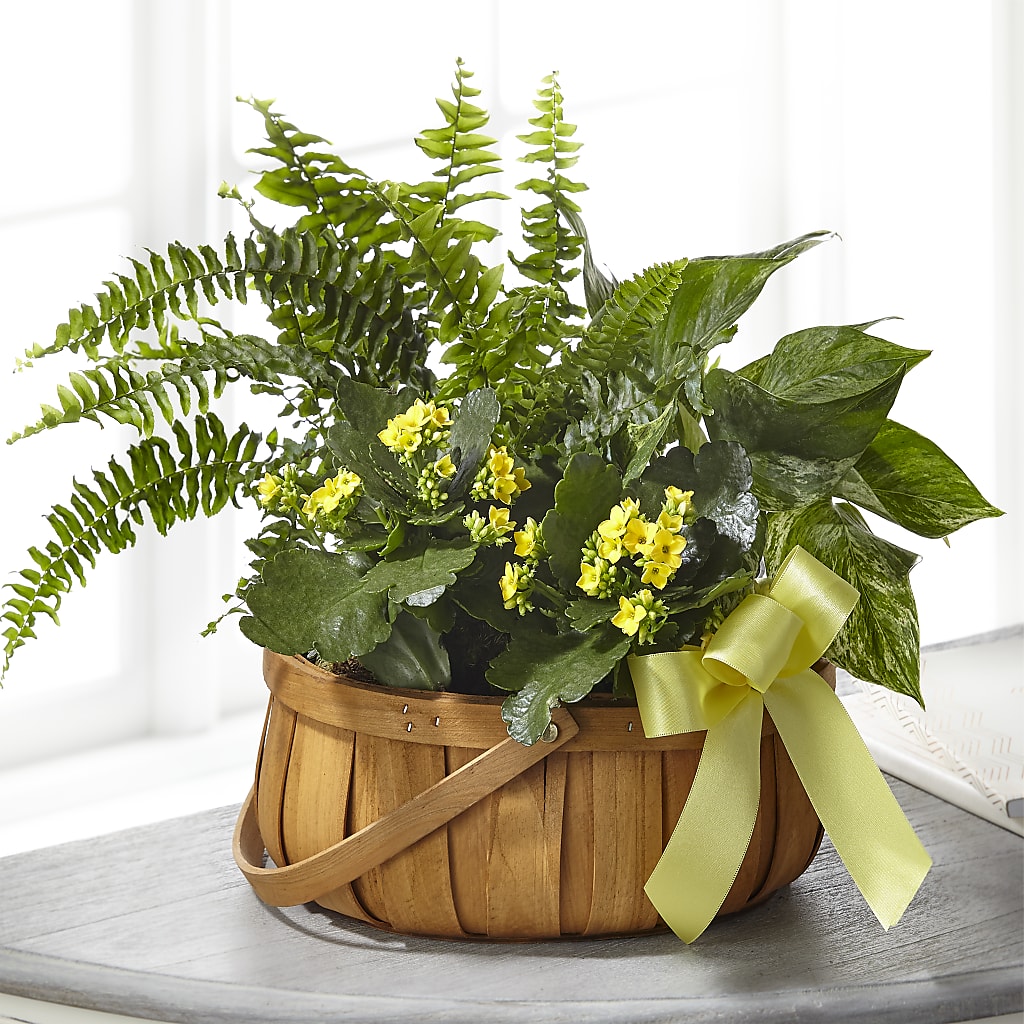 Always Dear Dishgarden – Flowers By Joann, Palm Bay FL