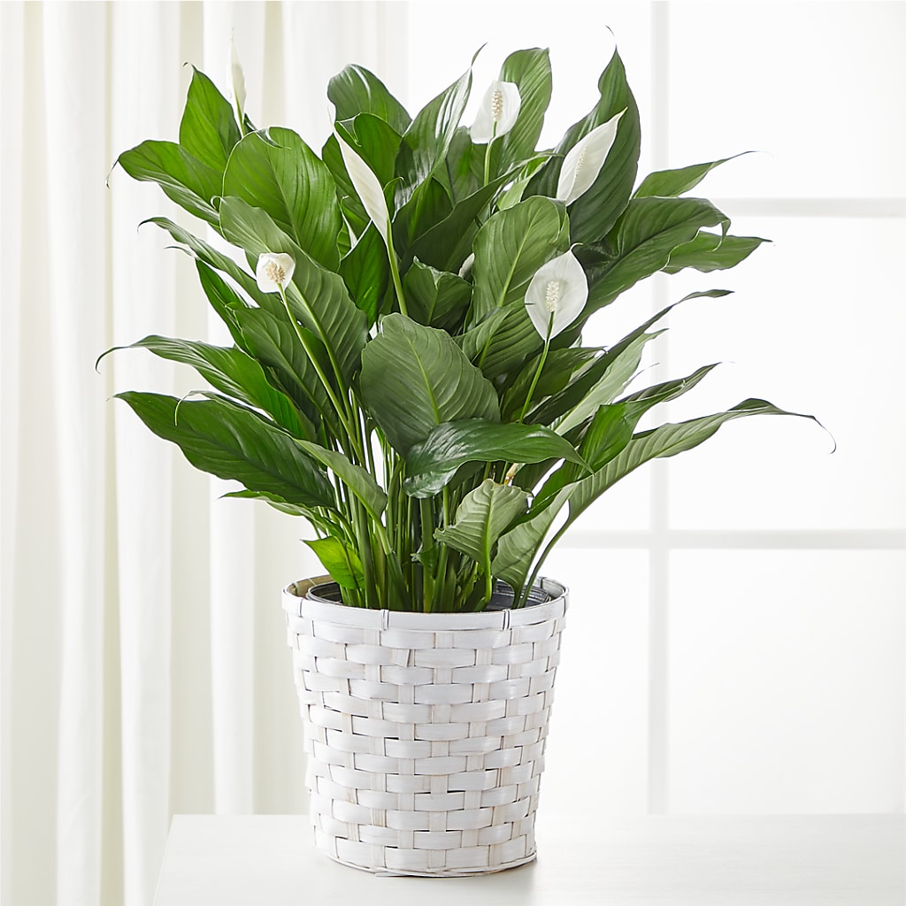A New Leaf Peace Lily – Flowers By Joann, Palm Bay FL