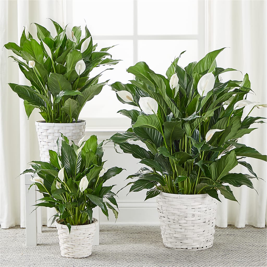 A New Leaf Peace Lily – Flowers By Joann, Palm Bay FL