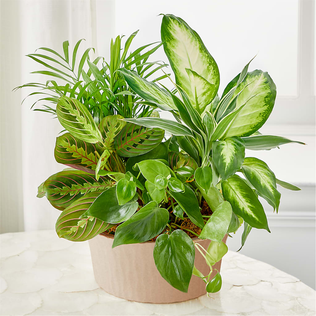Balance & Harmony Dishgarden – Flowers By Joann, Palm Bay FL