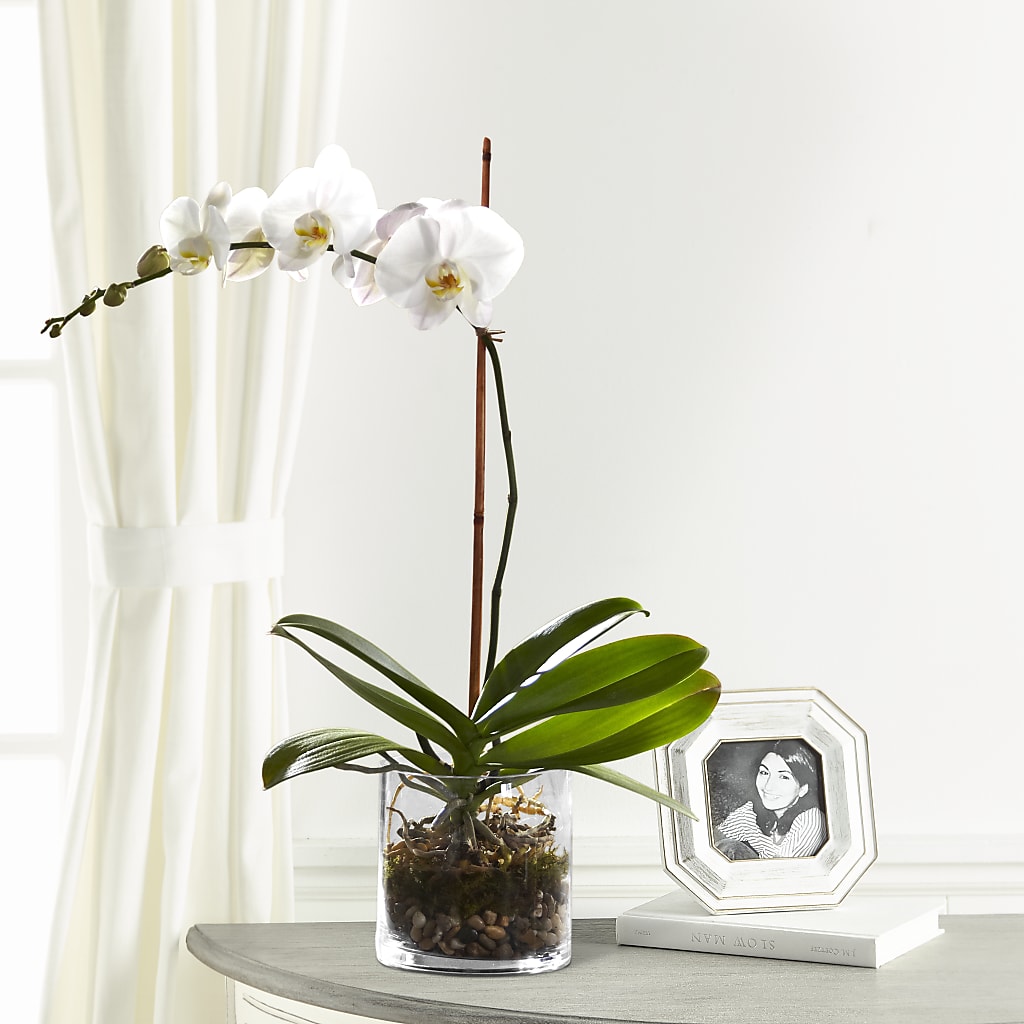 White Orchid Planter – Flowers By Joann, Palm Bay FL