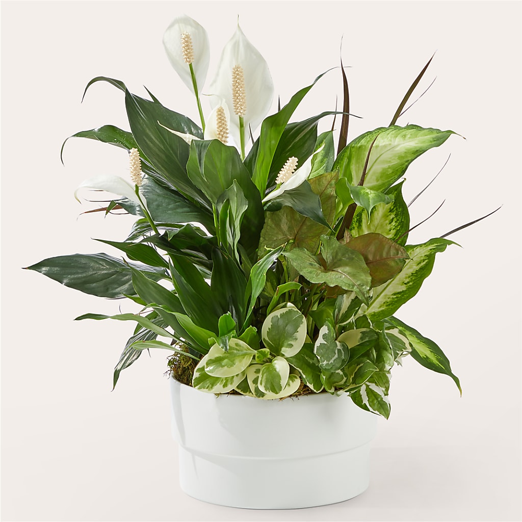 Radiating Positivity Dishgarden – Flowers By Joann, Palm Bay FL
