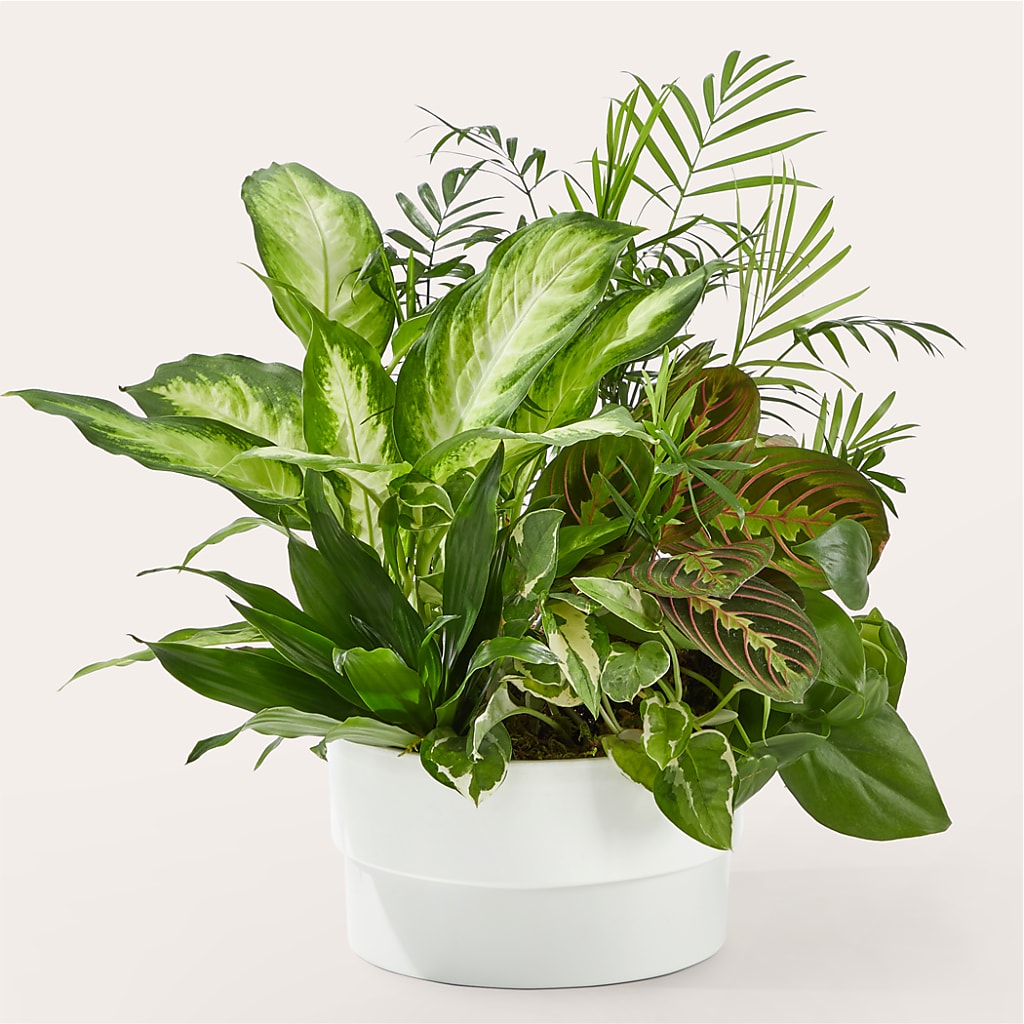 Radiating Positivity Dishgarden – Flowers By Joann, Palm Bay FL