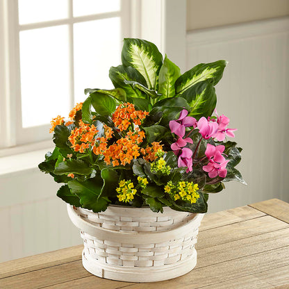 Color Crush Dishgarden –  Flowers By Joann, Palm Bay FL