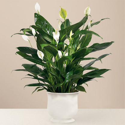 Comfort Planter –  Flowers By Joann, Palm Bay FL