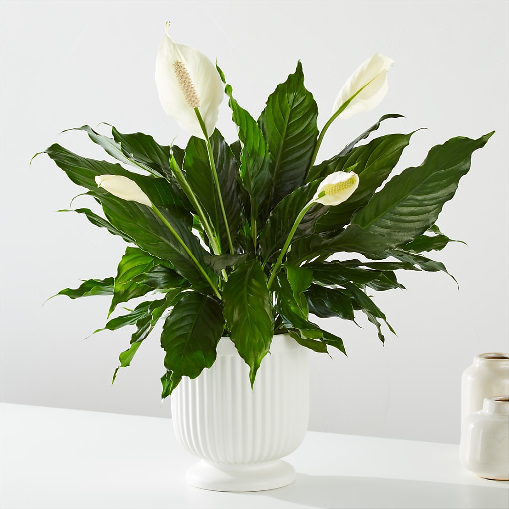 Comfort Planter –  Flowers By Joann, Palm Bay FL