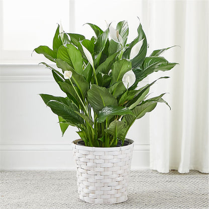 A New Leaf Peace Lily –  Flowers By Joann, Palm Bay FL