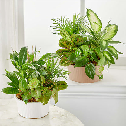 Balance & Harmony Dishgarden –  Flowers By Joann, Palm Bay FL