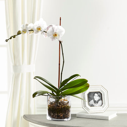 White Orchid Planter –  Flowers By Joann, Palm Bay FL