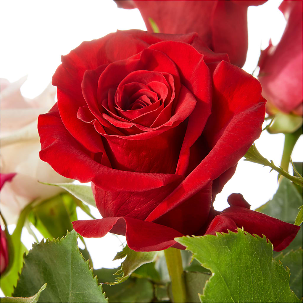 Love Notes Rose Bouquet –  Flowers By Joann, Palm Bay FL